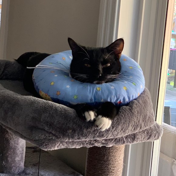 Cat Recovery Collar Size Medium- Cat not included 🐱 - Picture 1 of 6